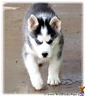 Wolf Dog